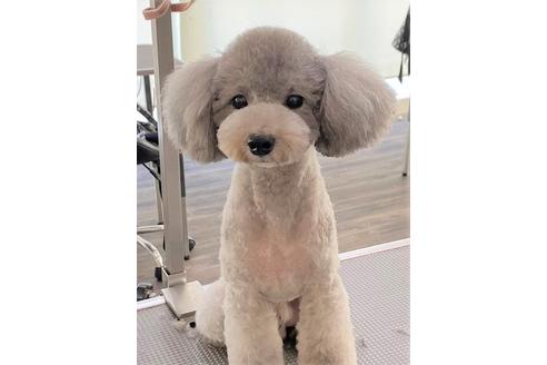 販売中のトイプードルの親犬